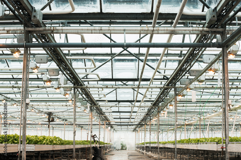 Green House and green vegetable. Young plants growing in a very large nursery Green House and green vegetable. Young plants growing in a very large nursery