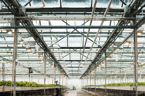Wallpaper Mural Green House and green vegetable. Young plants growing in a very large nursery Torontodigital.ca