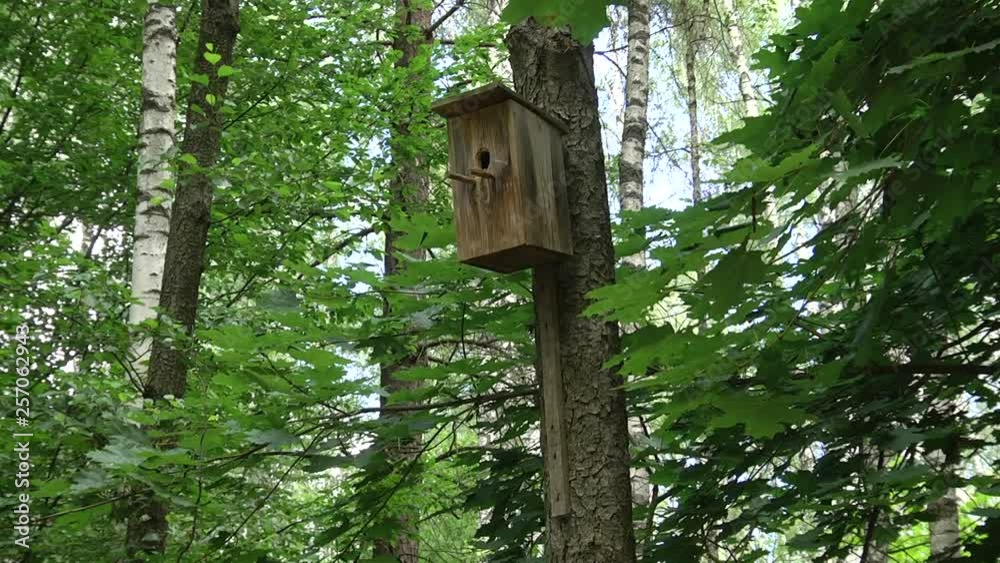 Birdhouse in the summer forest. Old wooden birdhouse on a tree against the sky. Spring or summer shot. Selective focus macro shot with shallow DOF Birdhouse in the summer forest. Old wooden birdhouse on a tree against the sky. Spring or summer shot. Selective focus macro shot with shallow DOF