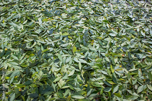  Green leaves lie on the ground.