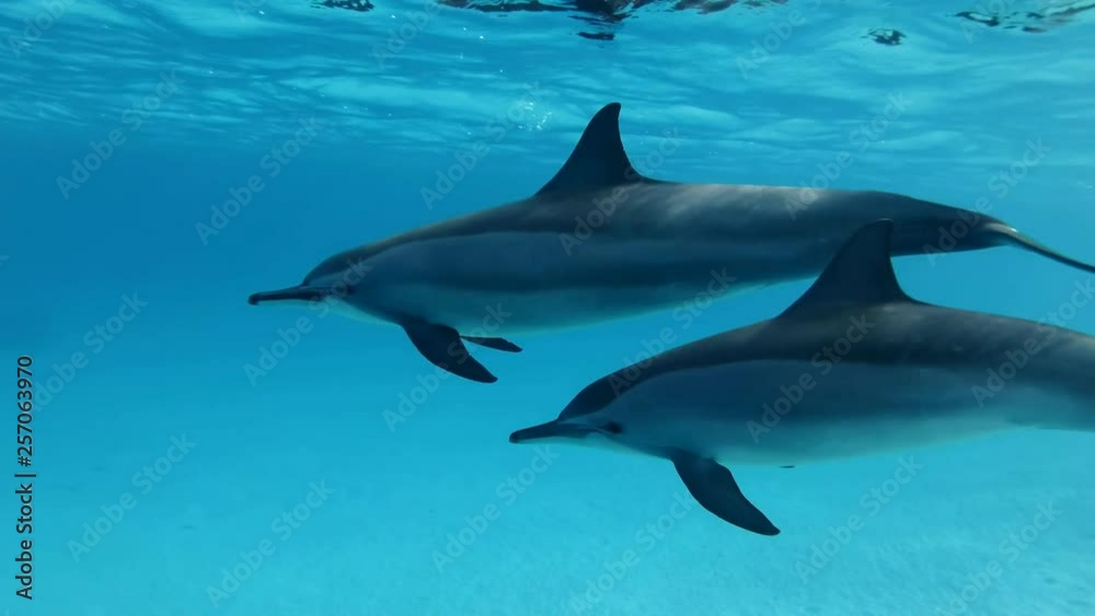 Pair of dolphins slowly swims in blue water under surface. Slow motion, Closeup, Underwater shot. Spinner Dolphin (Stenella longirostris), Red Sea, Sataya Reef (Dolphin House) Marsa Alam Pair of dolphins slowly swims in blue water under surface. Slow motion, Closeup, Underwater shot. Spinner Dolphin (Stenella longirostris), Red Sea, Sataya Reef (Dolphin House) Marsa Alam