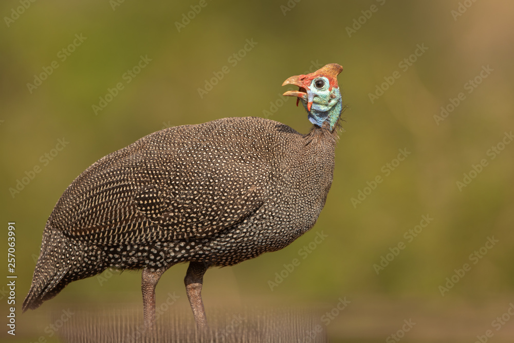 Fototapeta premium Helmeted guineafowl with reflection in the water