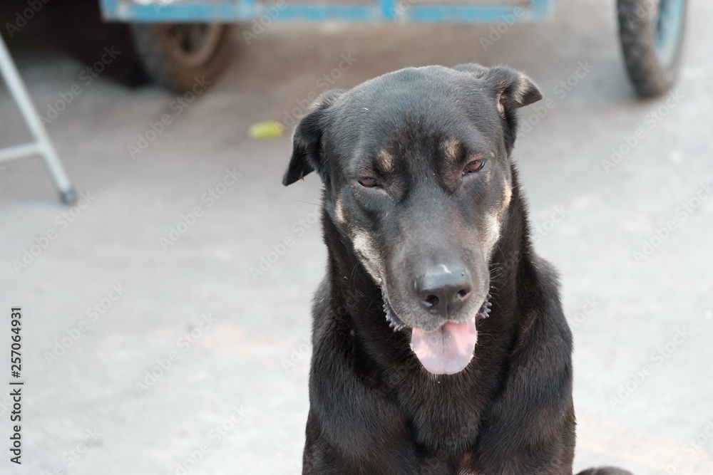 Black Thai dog sitting on the ground floor at the market place with a tongue out and blurred a vehicle wheel Black Thai dog sitting on the ground floor at the market place with a tongue out and blurred a vehicle wheel