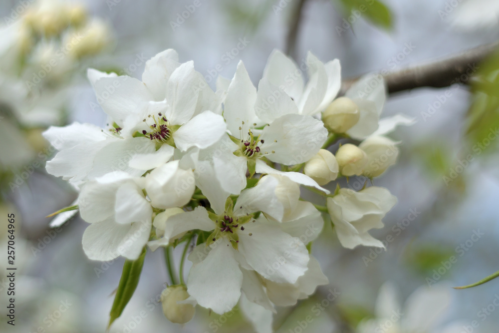 Paradise apple blossom - closeup