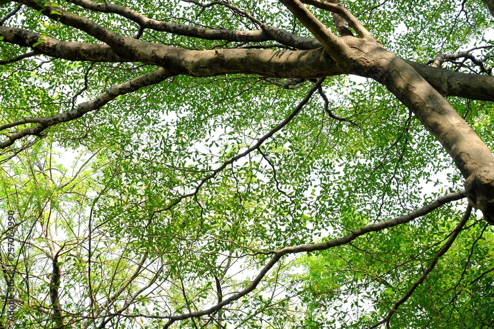Ruminate ivorensis tree top view with leaves branches and tree trunk for green foliage backdrop Ruminate ivorensis tree top view with leaves branches and tree trunk for green foliage backdrop