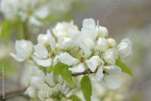 Paradise apple blossom - closeup