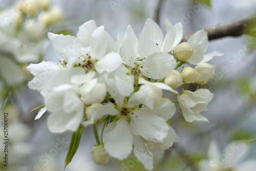 Paradise apple blossom - closeup