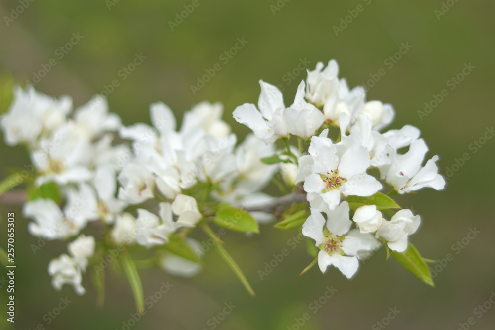 Paradise apple blossom - closeup Paradise apple blossom - closeup