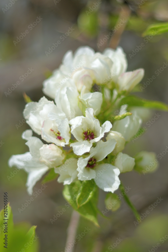 Paradise apple blossom - closeup