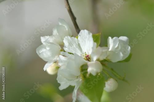 Paradise apple blossom - closeup