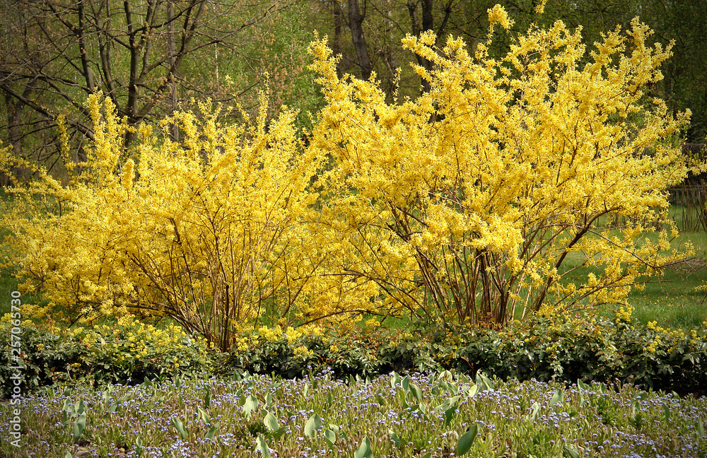 Blooming yellow forsythia bushes - obrazy, fototapety, plakaty 