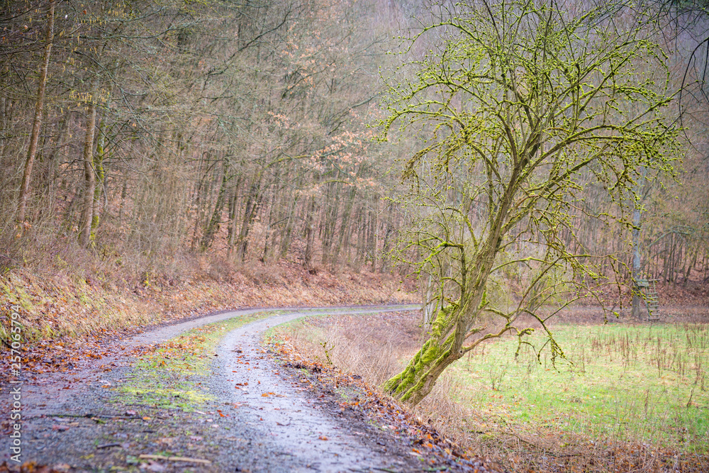 Fototapeta premium ein Spaziergang im Wald, die Natur wacht auf