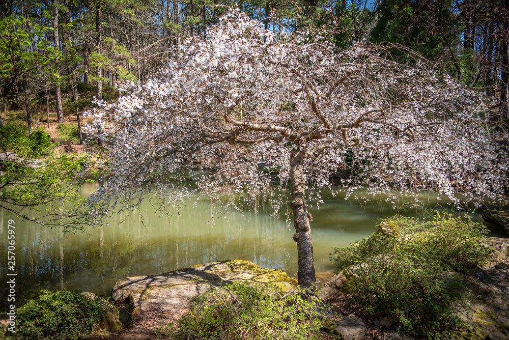 Fototapeta premium spring in the forest