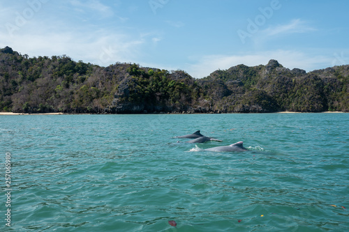 Dolphins at Mangroves tour in Kilim Karst Geoforest, Langkawi photo