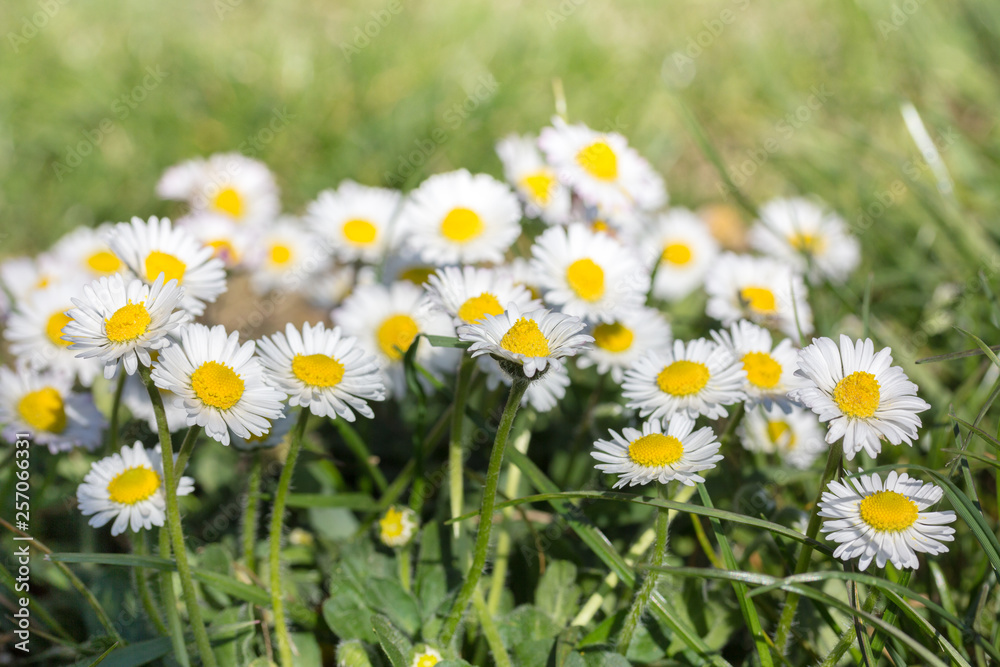 daisy flower blooming