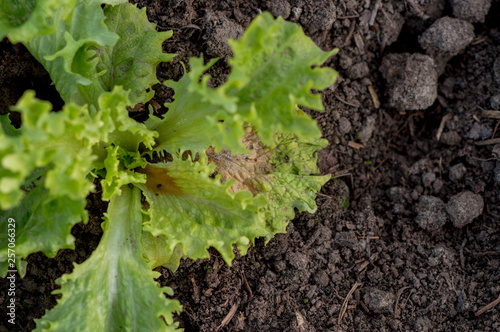 Fotografi Lettuce lettuce green rot leaves abandoned polluted fields wide field of green l