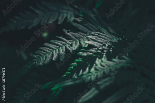 Green fern plant in summer forest nature