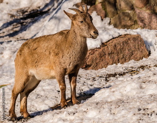 East Caucasian tur or Daghestan tur  Capra caucasica cylindricornis  female with rocks and snow background with sunlight