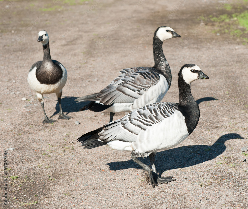Three barnacle geese (Branta leucopsis) Three barnacle geese (Branta leucopsis)