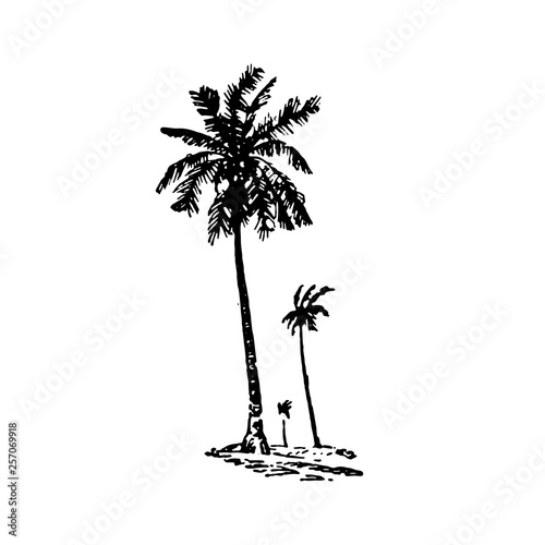 Vector Hand drawn sketch of palm logo illustration on white background