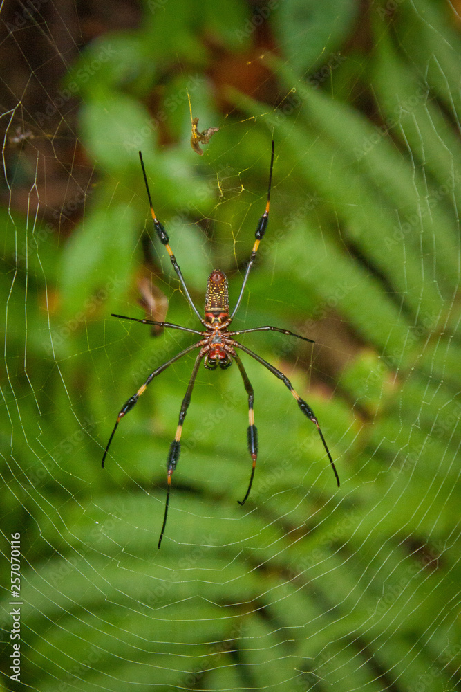 Large spider on his spider net in costrican jungle Large spider on his spider net in costrican jungle