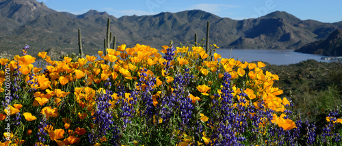 Arizona Wildflowers 2019