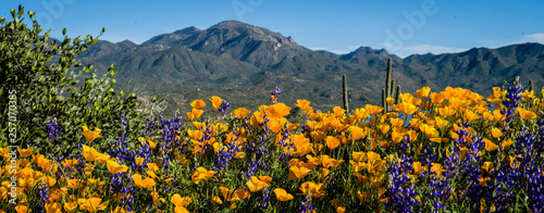 Arizona Wildflowers 2019