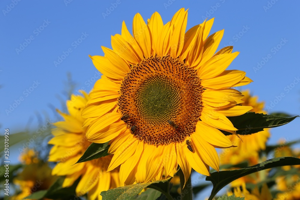 Naklejka premium Sonnenblume (Helianthus annuus)