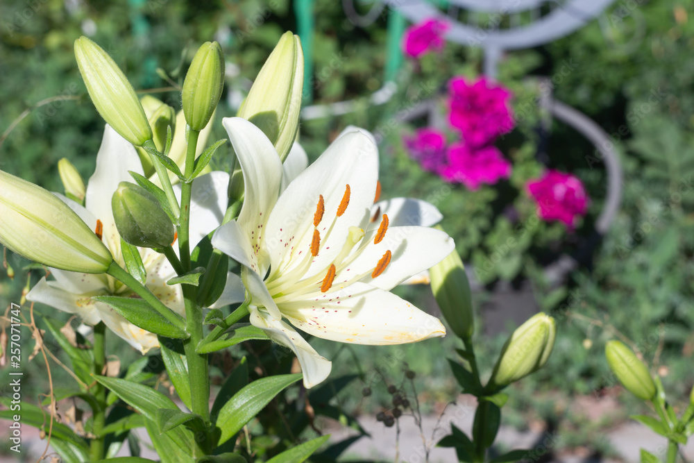 Fototapeta premium white lily