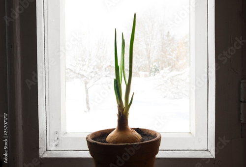 Close-up view of spring onion leaves and bulb(Allium cepa L) in clay flower pot in early spring on window sill, white winter outdoors. 