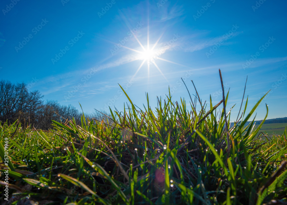 Fototapeta premium close up grass at sunrise