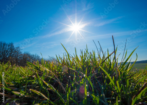 close up grass at sunrise