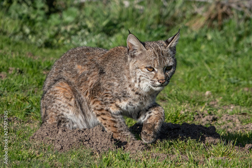 A wild Bobcat (Lynx rufus) hunts for its next meal near a gopher hole, at a local park in the hills of Monterey, California. 