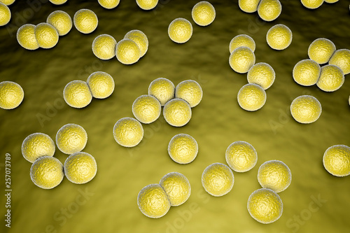 Bacteria Micrococcus luteus, 3D illustration. Gram-positive cocci arranged in tetrads or irregular clusters, producing yellow pigment and colonizing human skin, soil, dust and water photo
