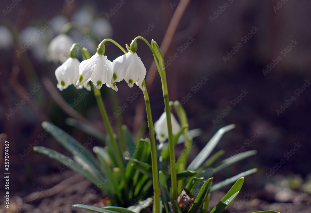 Beautiful blooming of White spring snowflake flowers in springtime.