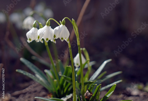 Obraz na płótnie Beautiful blooming of White spring snowflake flowers in springtime. w salonie