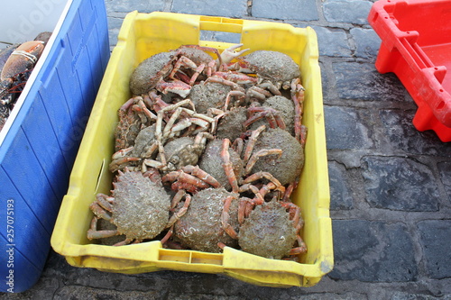 Tableau sur toile a box with spider crabs that are just caught by fishermen at the french coast in