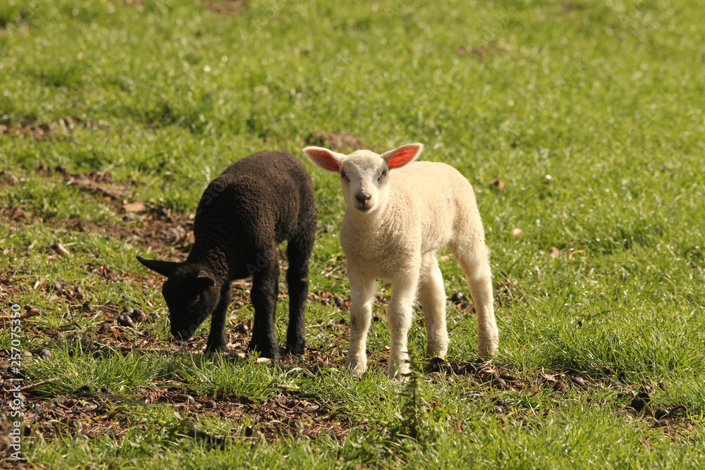 a black and white lamb together in the meadow in springtime