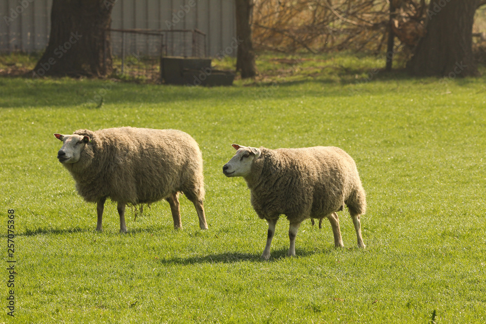 two white sheep in a green meadow in holland in spring two white sheep in a green meadow in holland in spring
