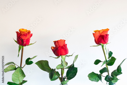 three red flowers in glass bottles  against white background
