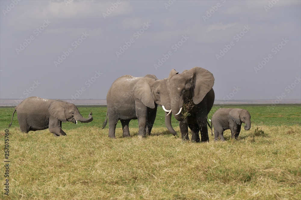 moments in family, family of elephants moments in family, family of elephants