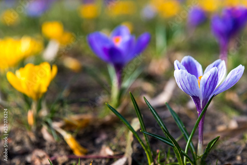 Pierwsze wiosenne krokusy jako symbol wiosny