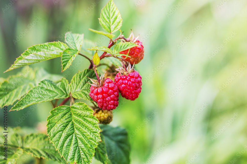 Red raspberries in the garden. Raspberry is good for health. Copy space_ Red raspberries in the garden. Raspberry is good for health. Copy space_