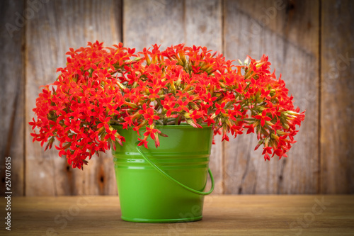 A bouquet of red flowers Kalanchoe in a green bucket