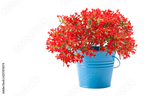 A bouquet of Kalanchoe flowers in a blue bucket. Isolated on white background.