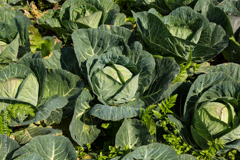 Growing pure organic products Growing pure organic products