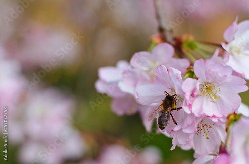 Pszczola zbiera nektar, pracuje