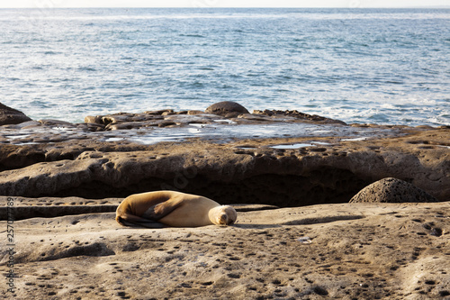 Seal Lion Sleeping on a Rock
