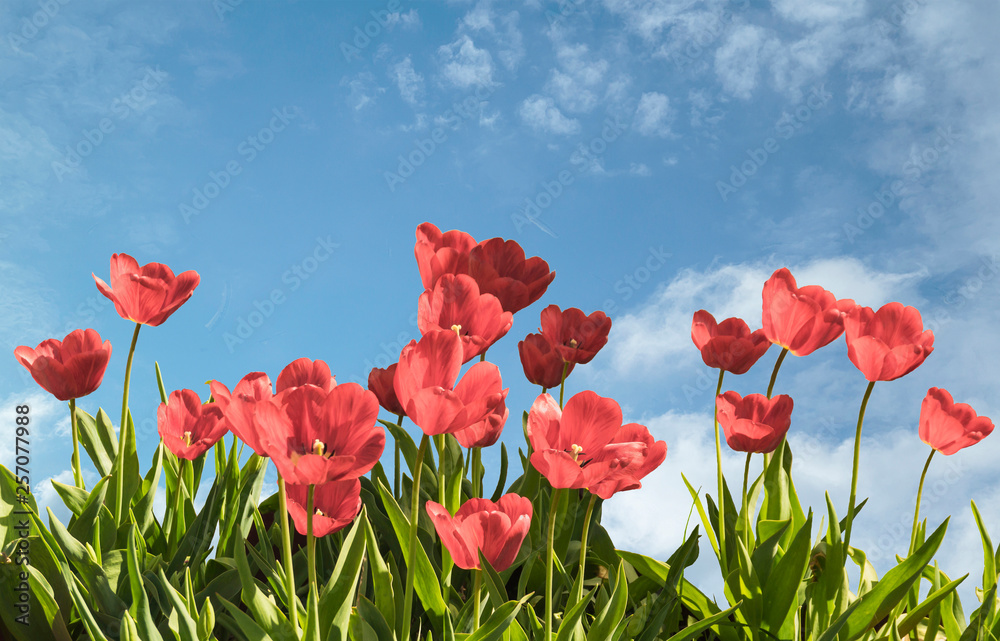 Fototapeta premium Red tulip with green sheet