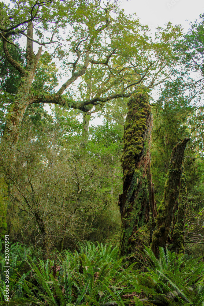Tall Totaras Tree Walk near Tuatapere, South Island, New Zealand